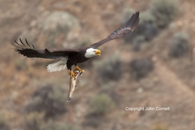 Bald-Eagle;Eagle;Fish;Flying-Bird;Food;Haliaeetus-leucocephalus;Photography;Prey